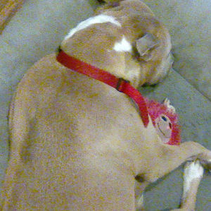 Meet your Posher, Deborah